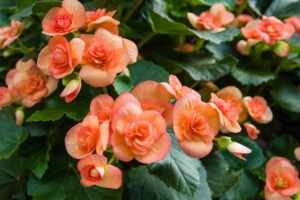 begonia