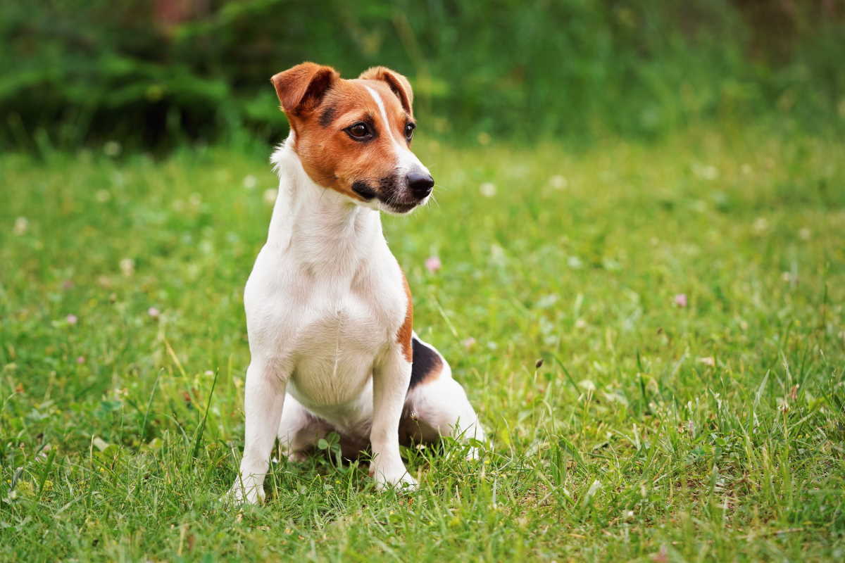 Jack Russell Terrier: tutto quello che devi sapere prima di adottarlo