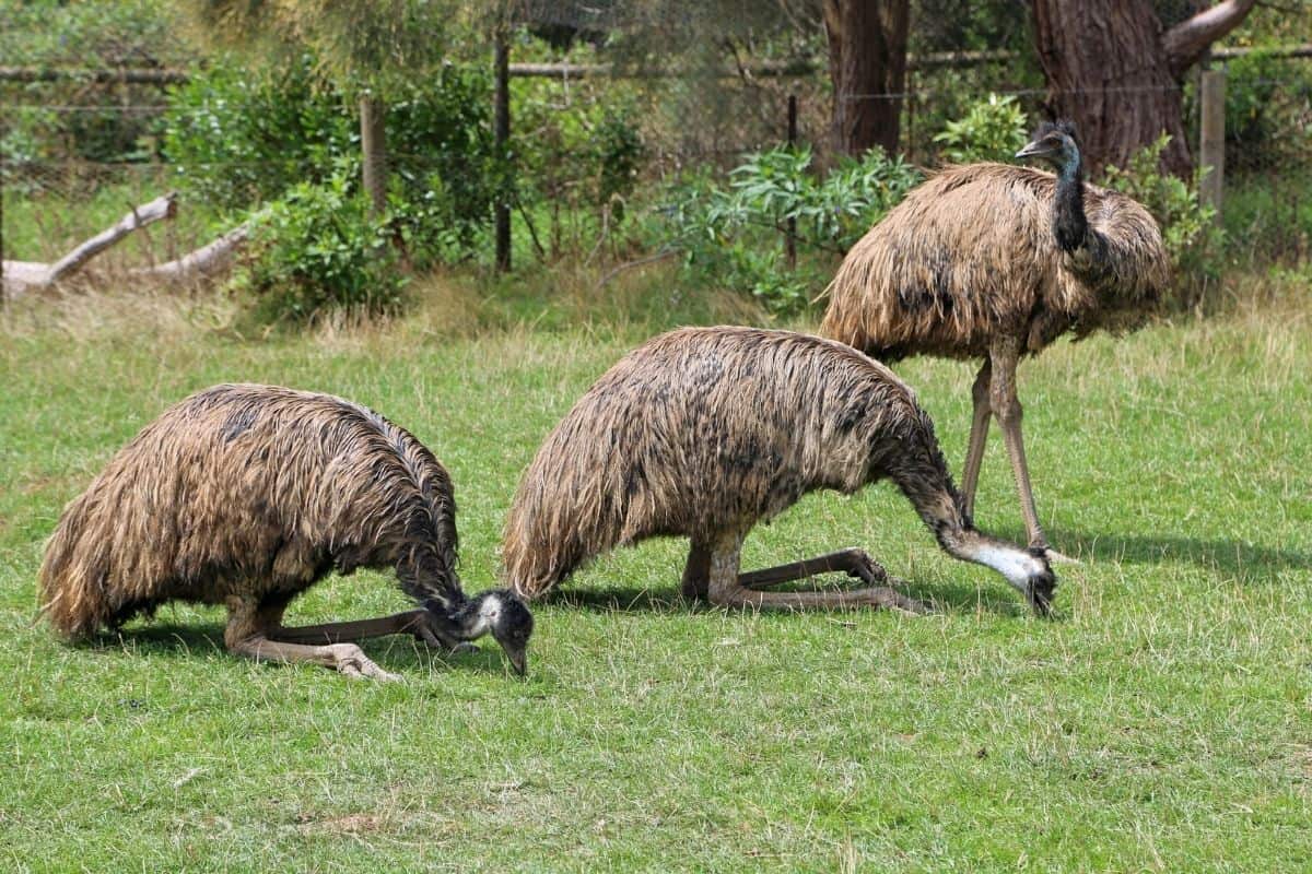 Emu in Australia