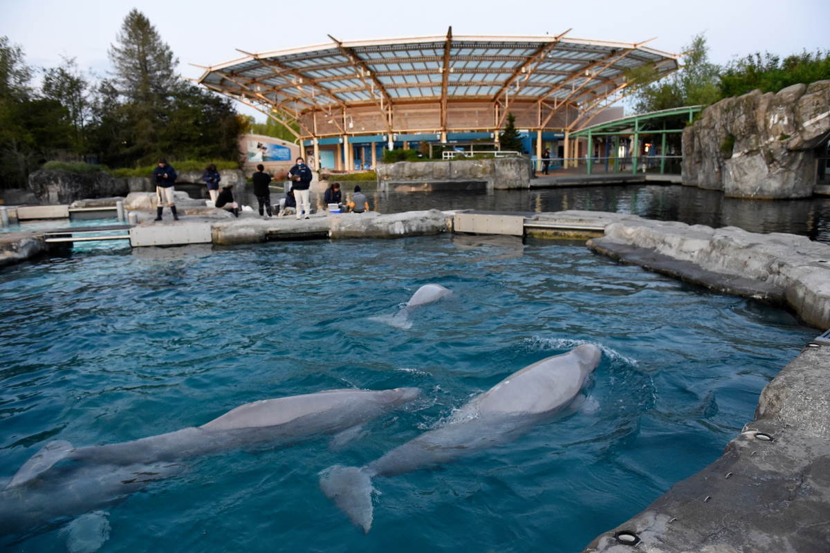 beluga mystic acquarium