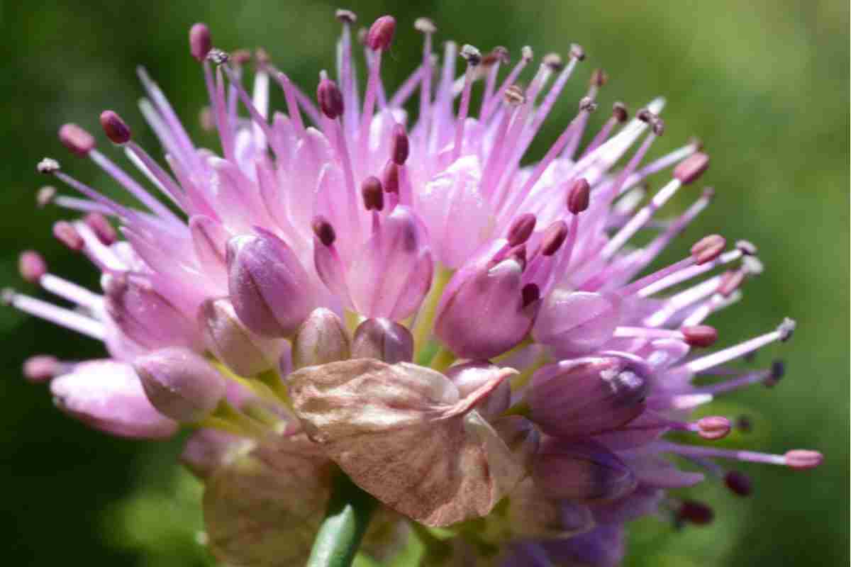 fiore lazio