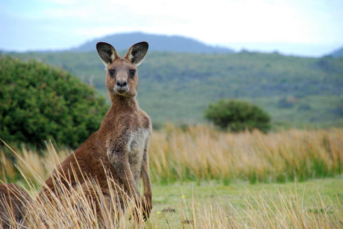 Canguro morto investito in Toscana la vicenda che dovrebbe farci