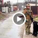 cane ucraina abbandonato soldati