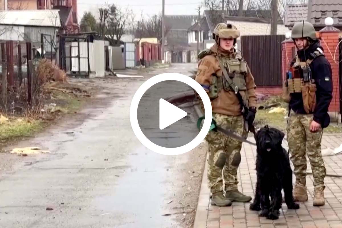 cane ucraina abbandonato soldati