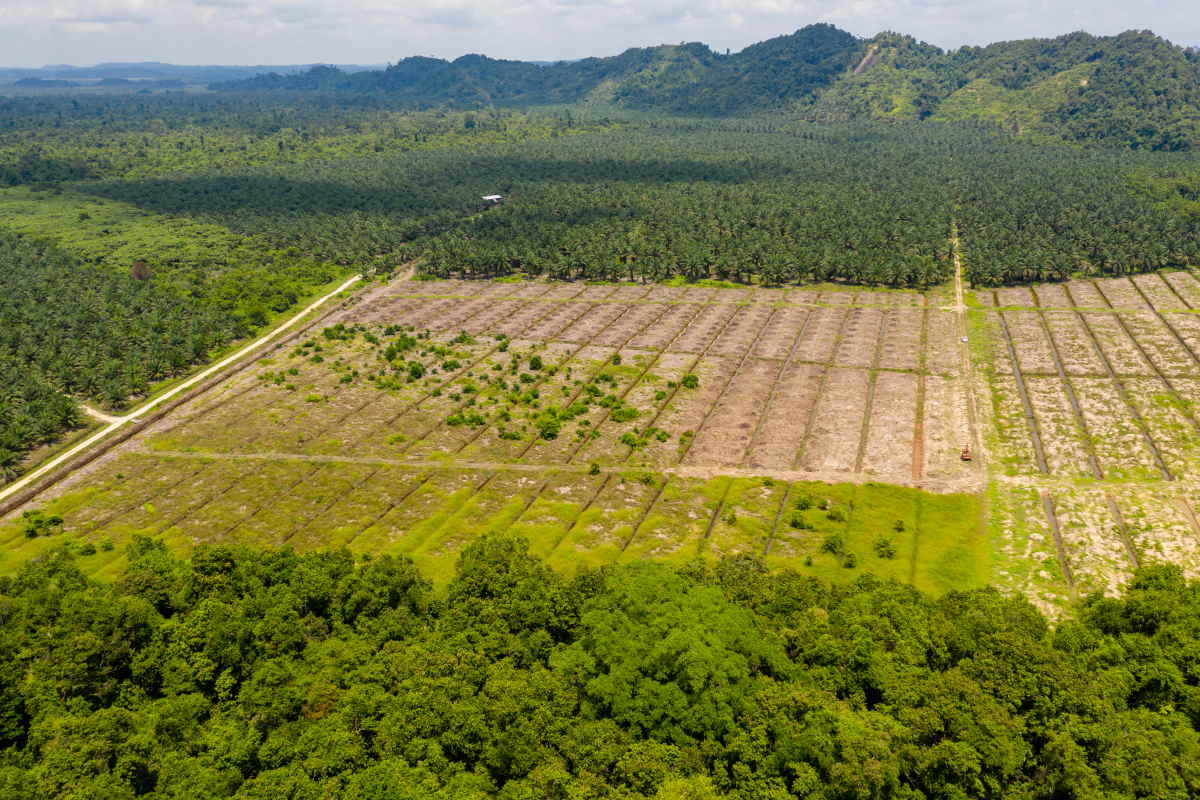 foresta-pluviale-borneo