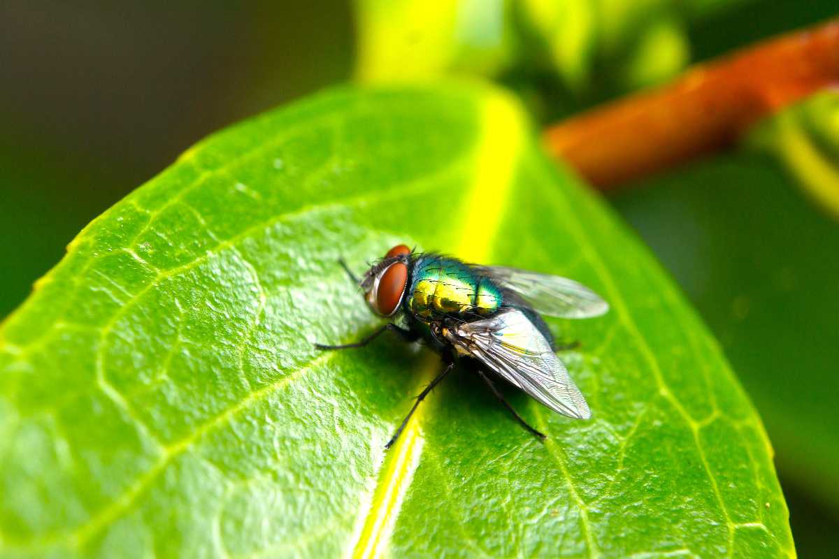 Questa è la migliore pianta da tenere in casa per allontanare ragni e  moscerini (e non è la citronella) - greenMe