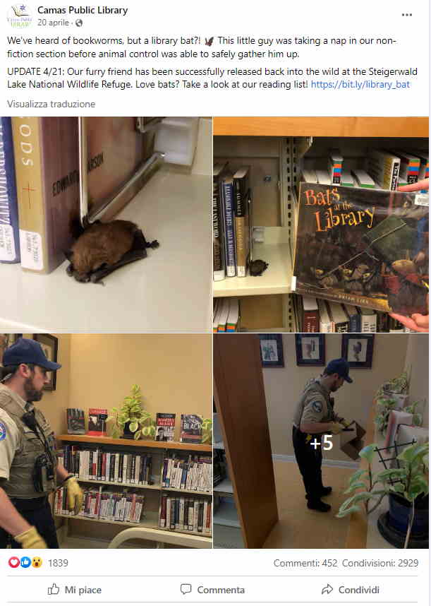 pipistrello biblioteca facebook