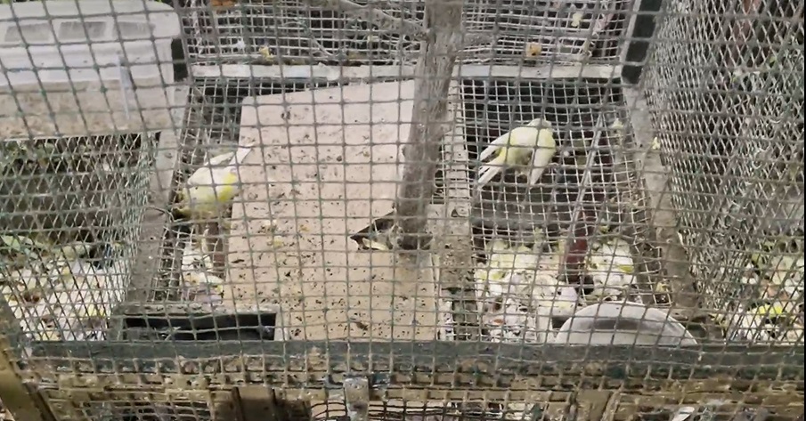uccelli morti in gabbia pordenone
