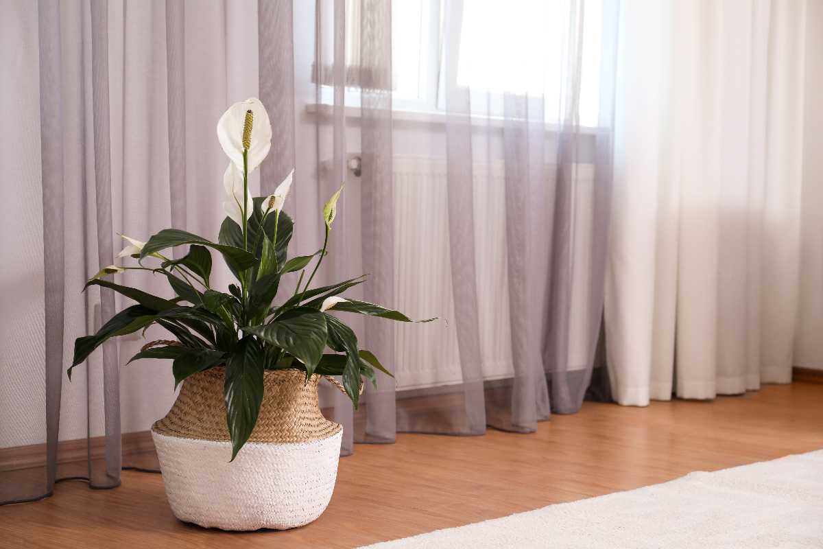 Spathiphyllum