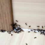 formiche sul battiscopa