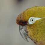 pappagallo patagonia