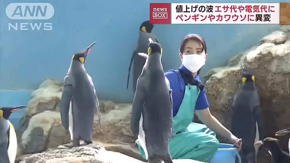 pinguino giappone