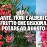 Piante potare agosto