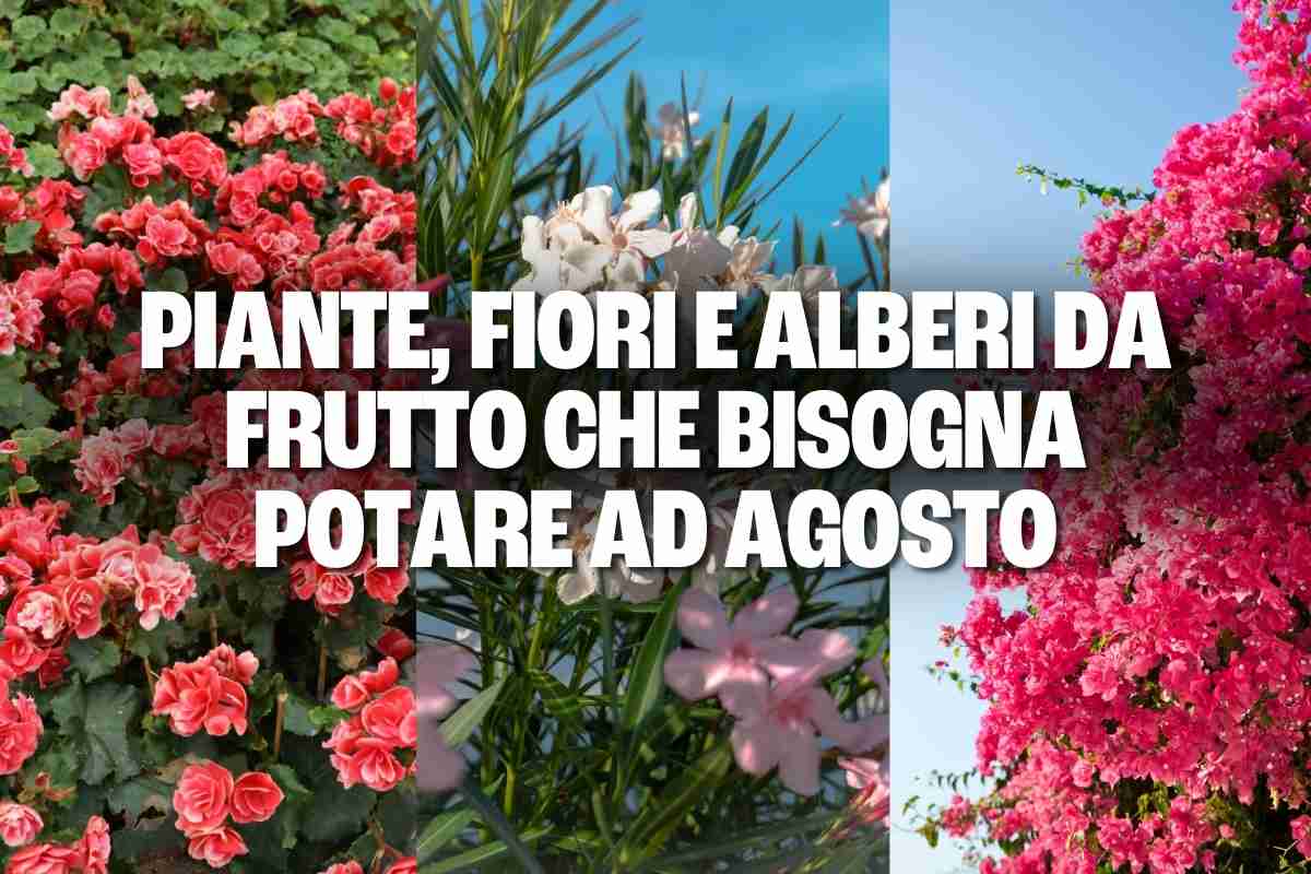 Piante potare agosto