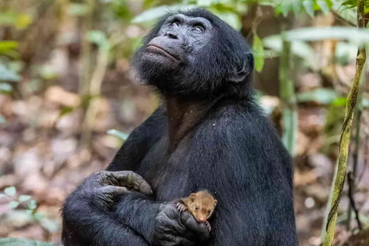 scimmia coccola una mangusta fotografo naturalista dell'anno