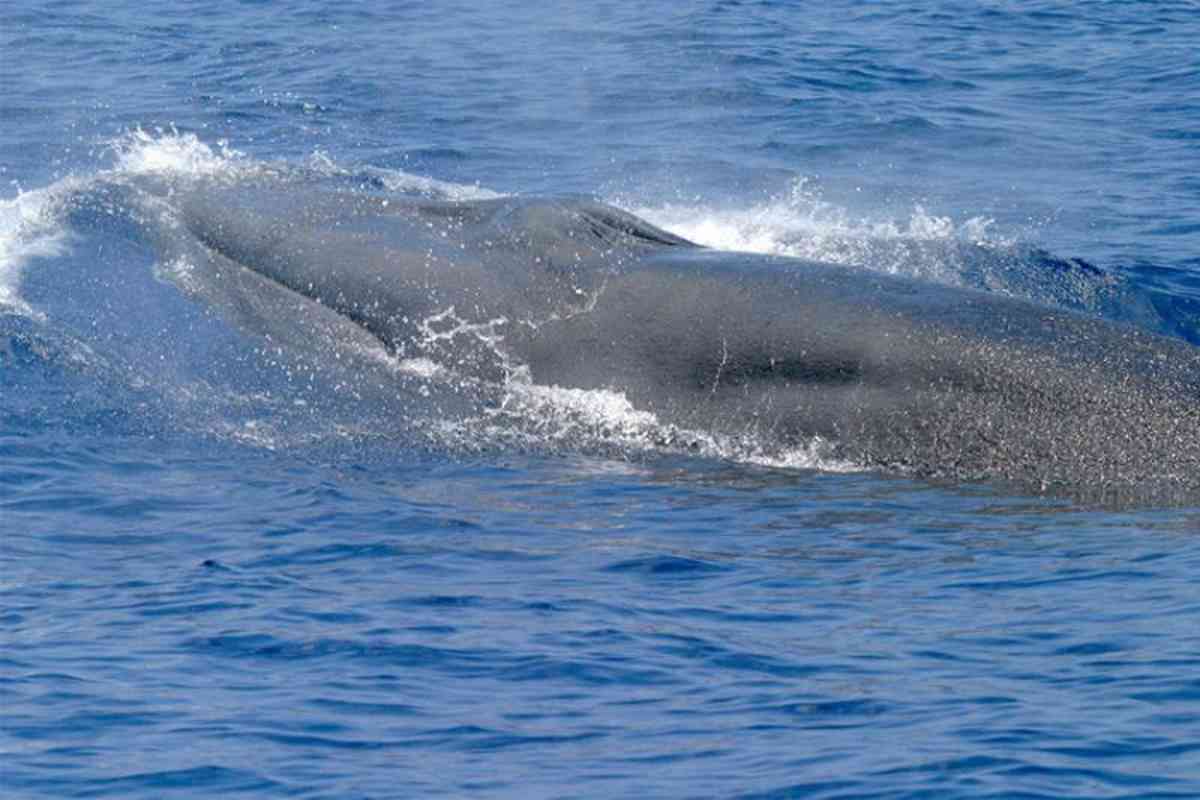 NOAA balenottera