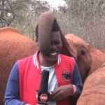 elefantina giornalista