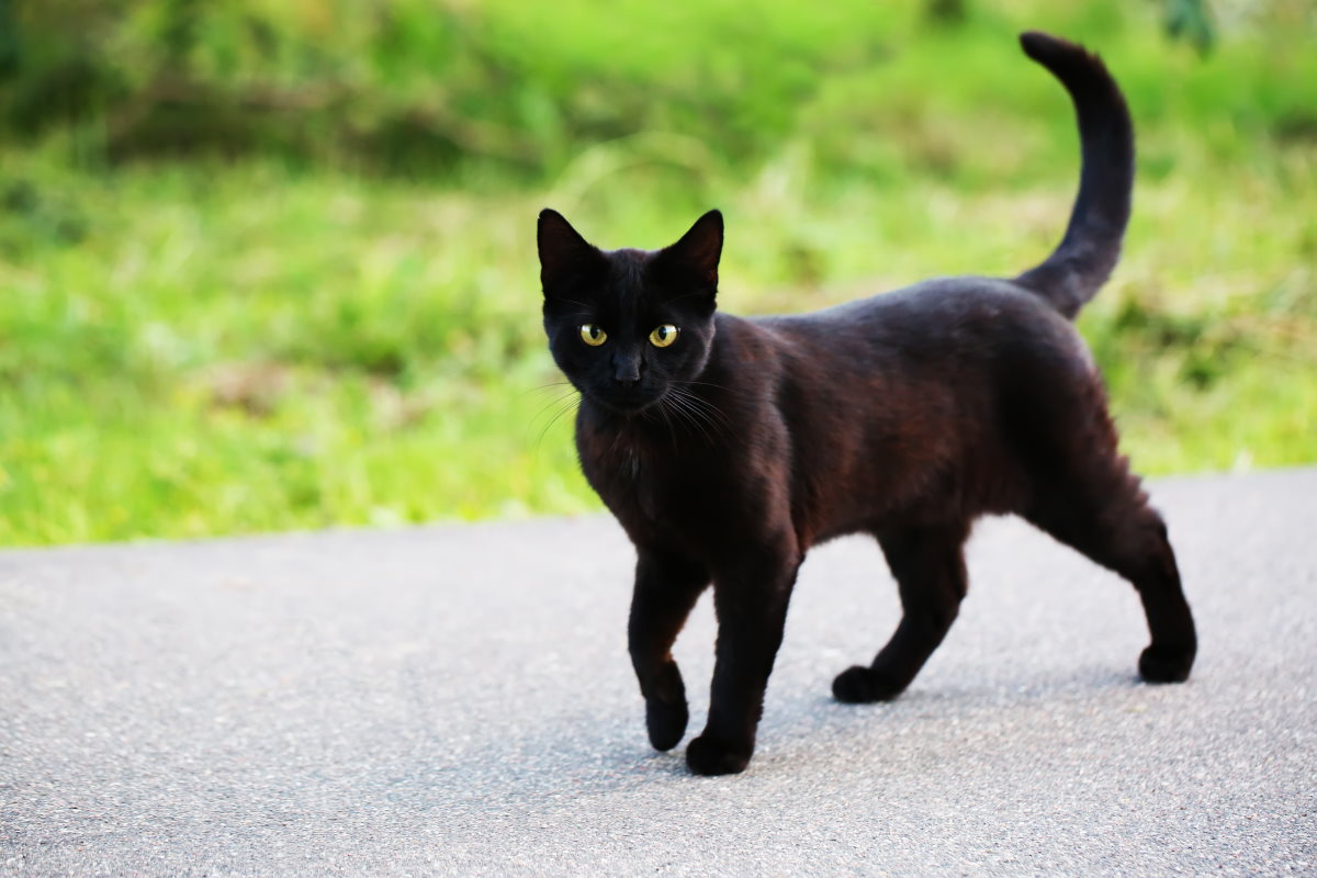 Gatto nero: storia dell'antica superstizione (e perché non porta affatto  sfortuna) - greenMe