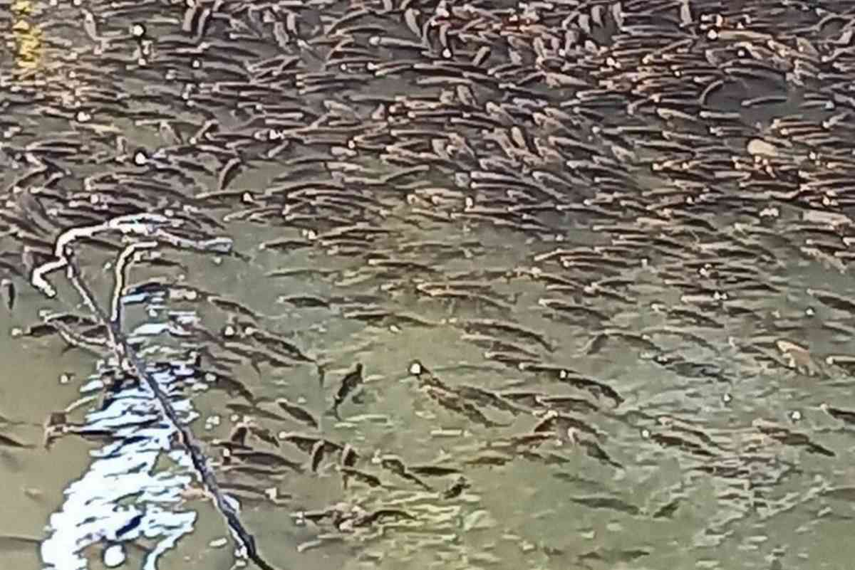 pesci Chivasso