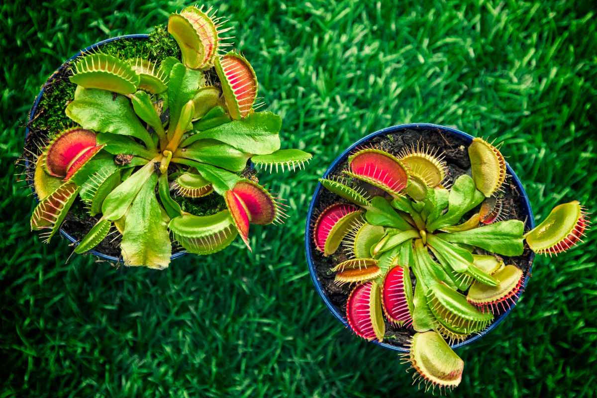 dionaea