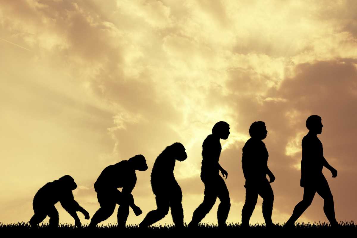 evoluzione scimmie