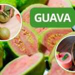 guava cover