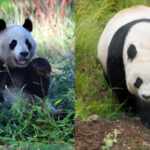 panda giganti