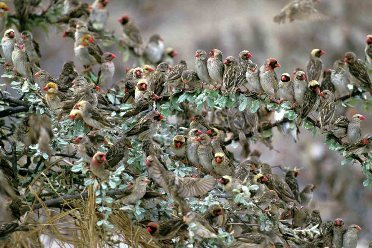 uccelli kenya