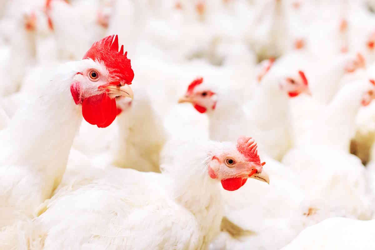 allevamenti intensivi influenza aviaria
