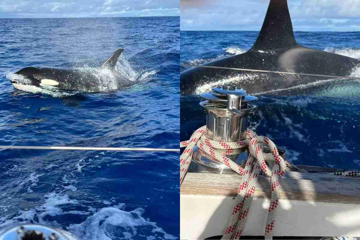 Ahora finalmente sabemos por qué las orcas atacan a los barcos