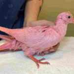 piccione rosa