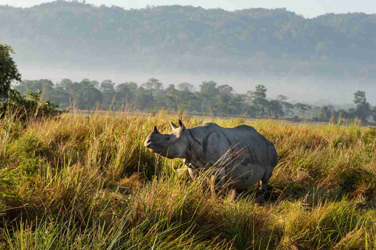 rinoceronte Assam India