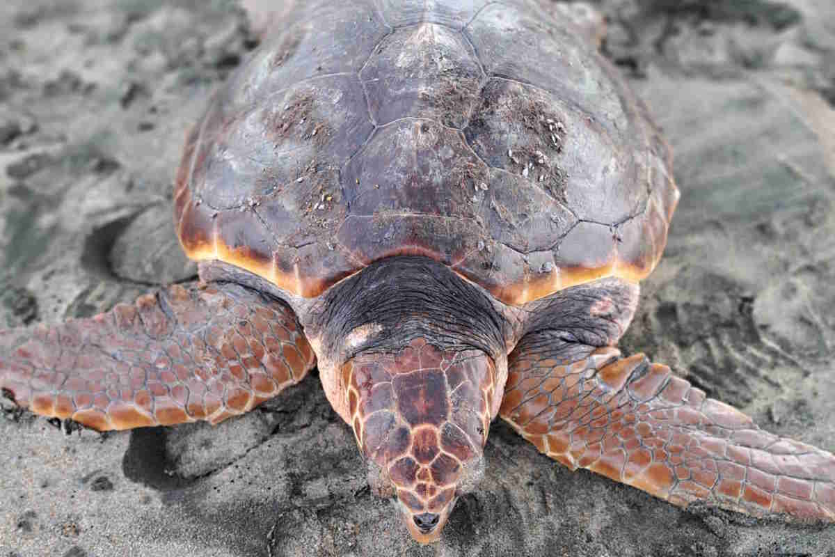 tartaruga spiaggiata