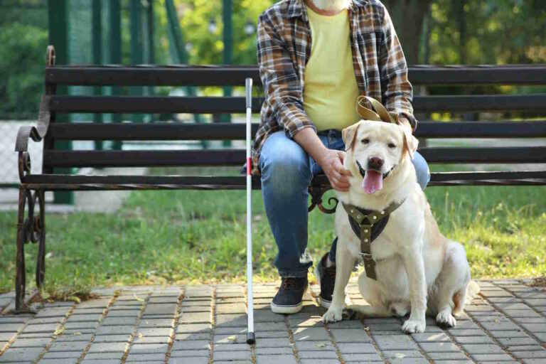 Come Comportarsi Quando Si Incontra Un Cane Guida E Cosa NON Fare ...