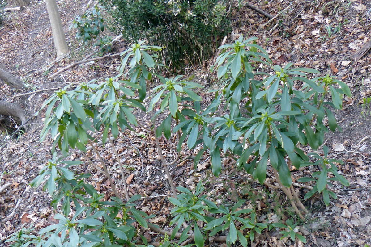 daphne laureola