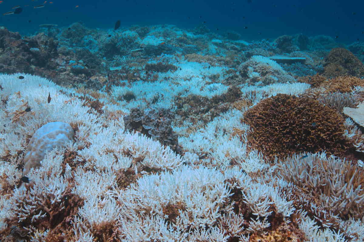 I coralli nel Mediterraneo stanno scomparendo, gli effetti devastanti della  crisi climatica sui nostri fondali - greenMe