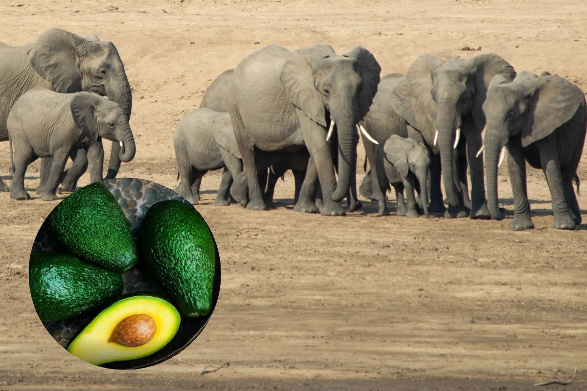 elefanti Kenya avocado