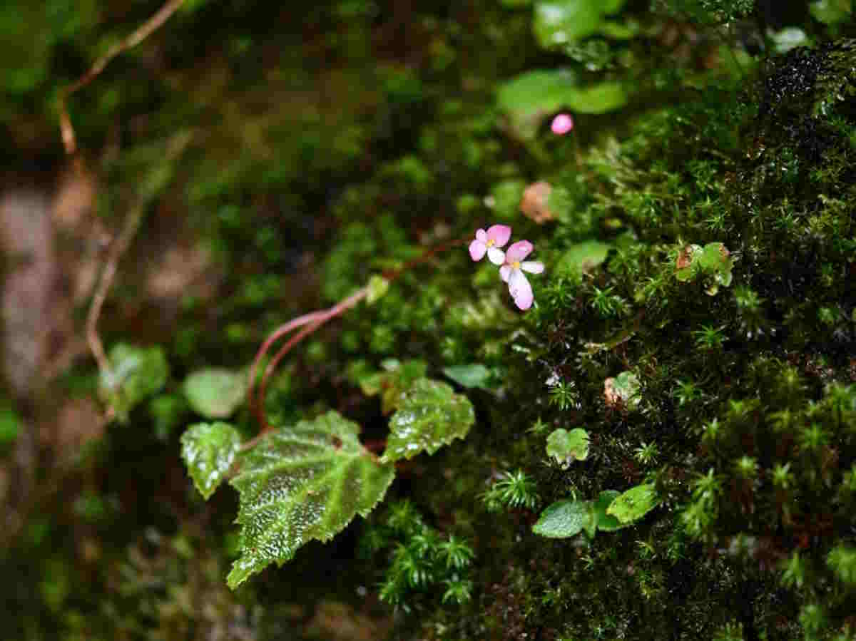 nuova specie begonia