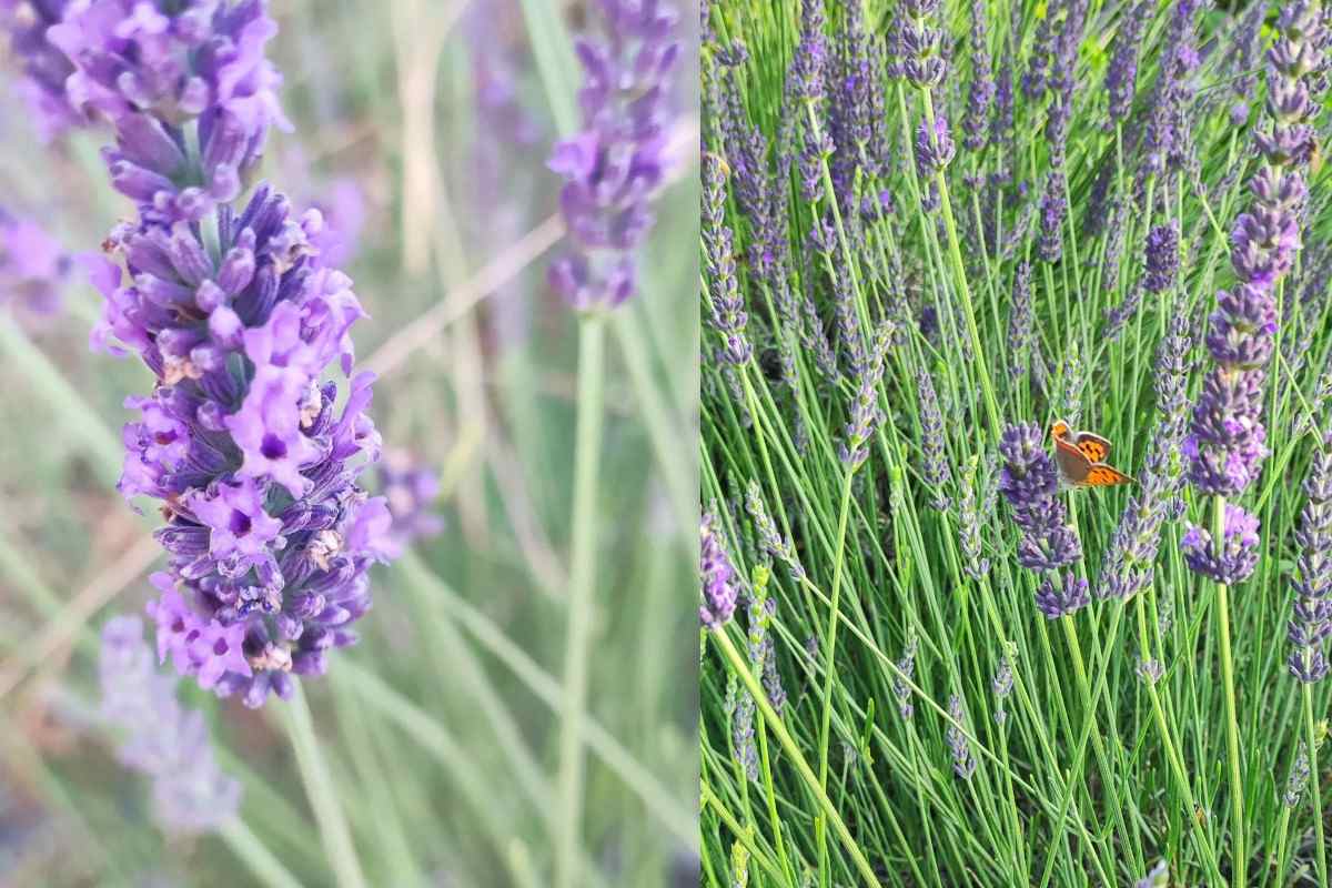 Lavanda