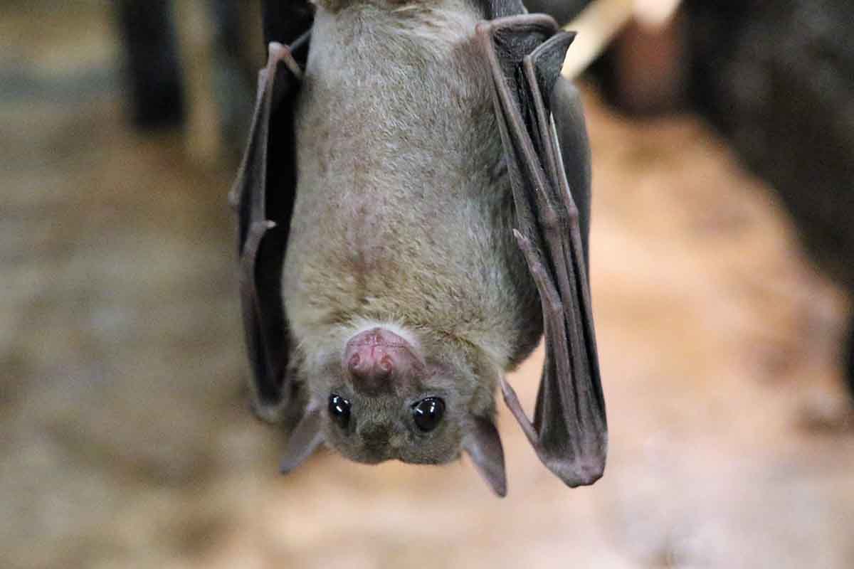 Pipistrello