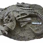 mammifero preda dinosauro fossile