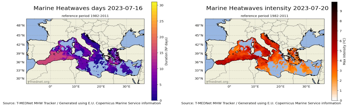 ondate di calore marino mar mediterraneo