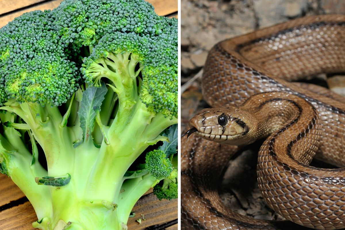 serpente fra i broccoli