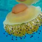 medusa cassiopea
