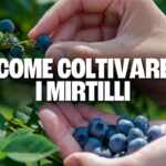 come coltivare mirtilli