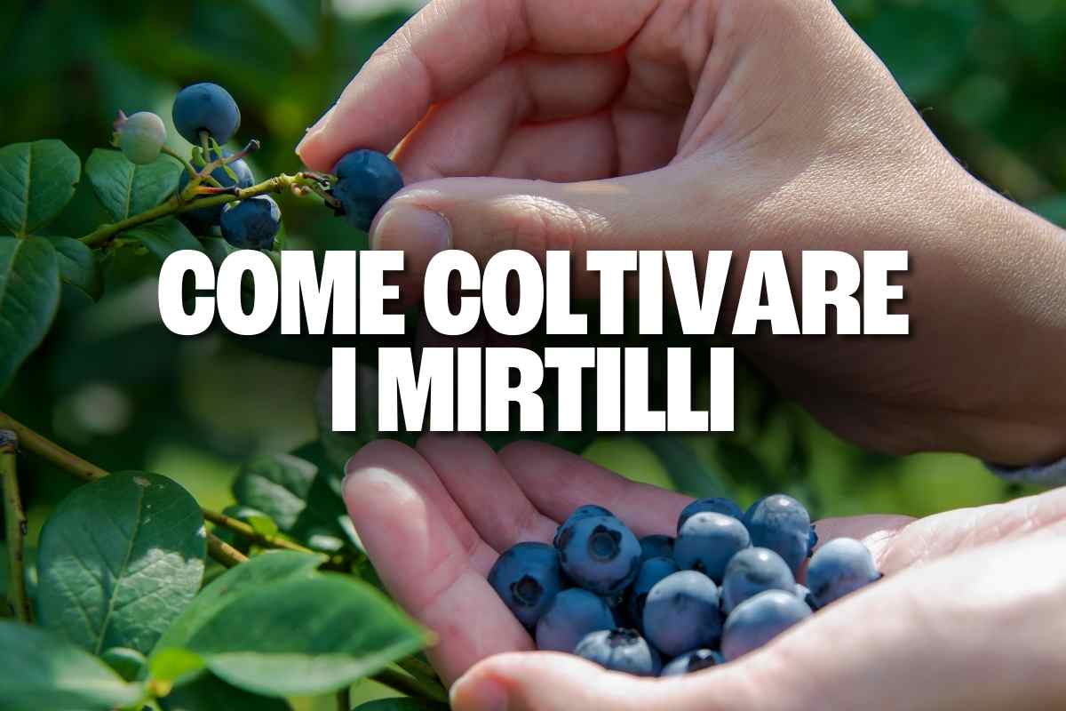 come coltivare mirtilli