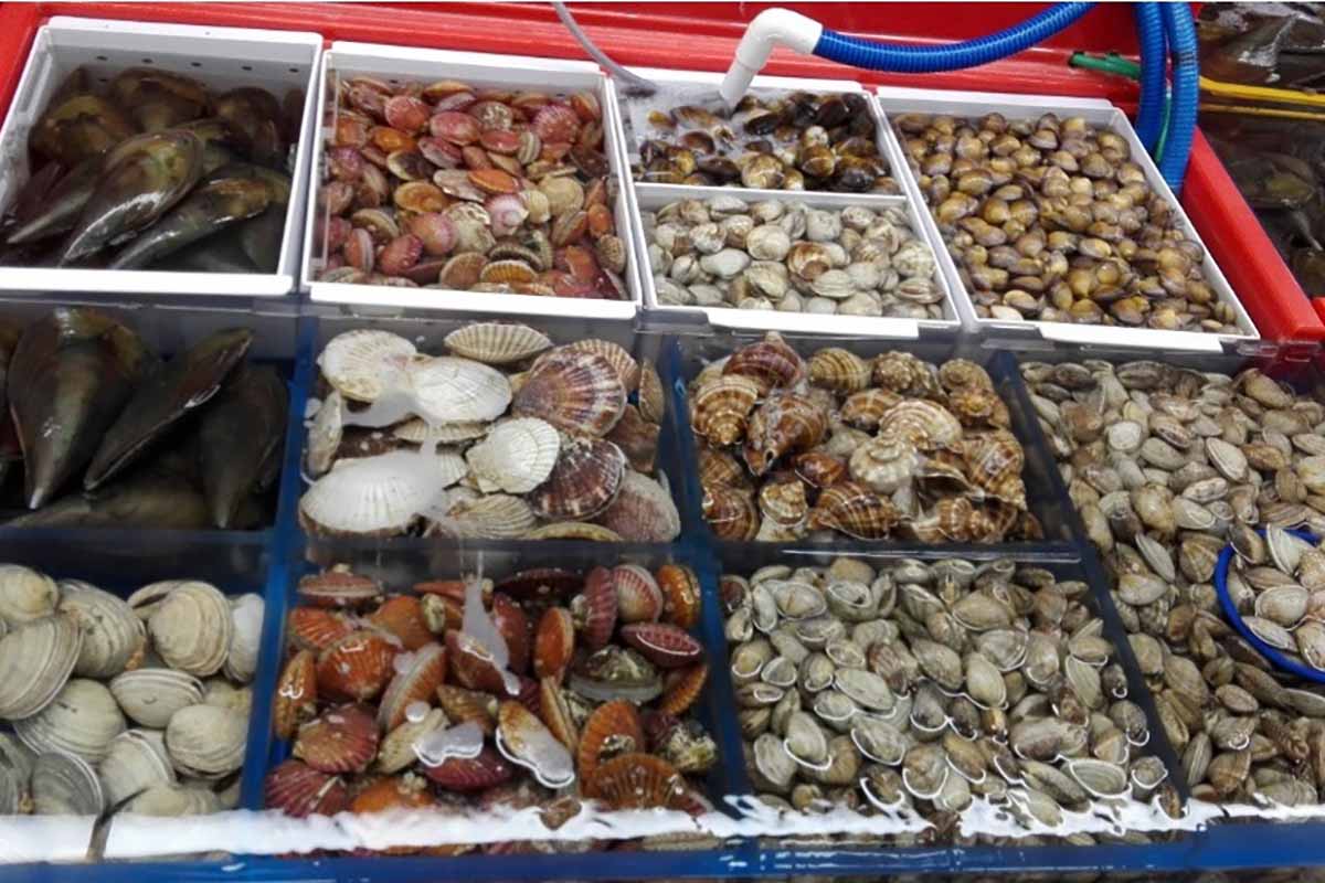 vendita molluschi