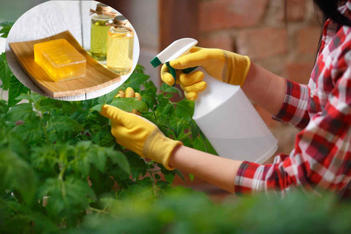Olio di neem e sapone di potassio: l'arma segreta per le tue piante