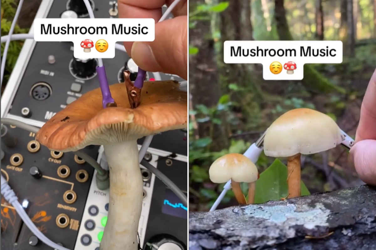 Musica funghi
