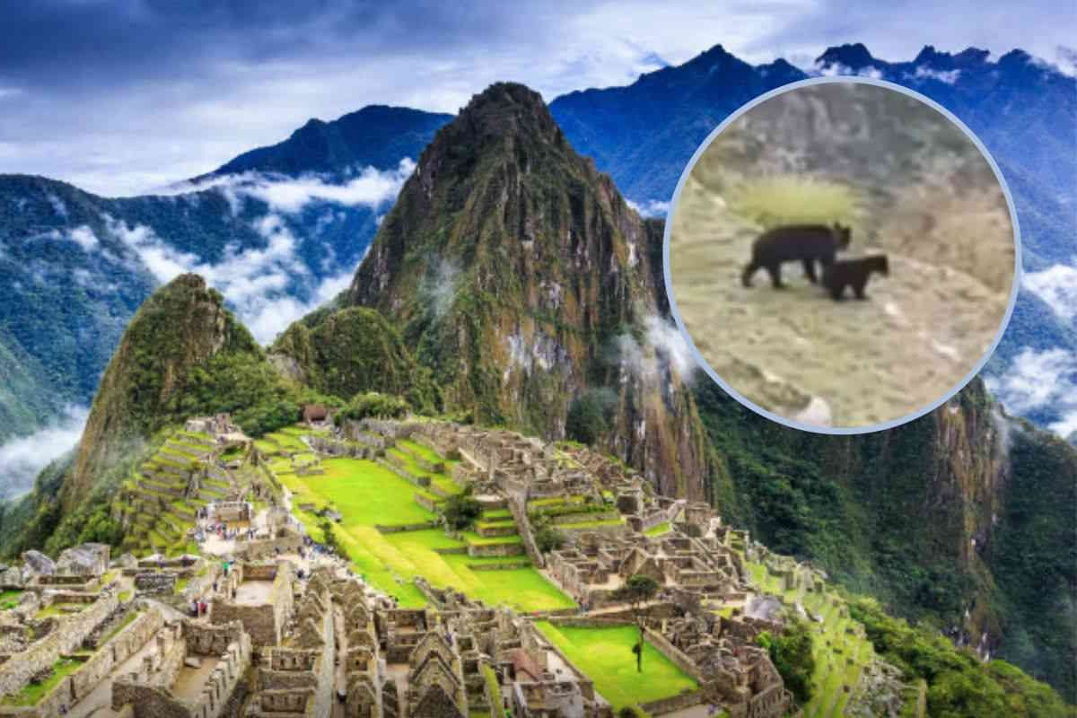 Orsi Machu Picchu